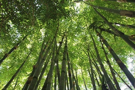 Bambu Ağacı nasıl Yetiştirilir?