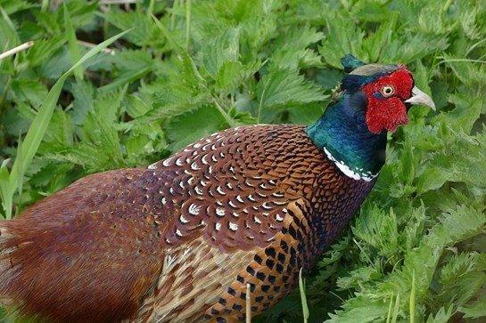 Çulluk Hakkında Bilgiler