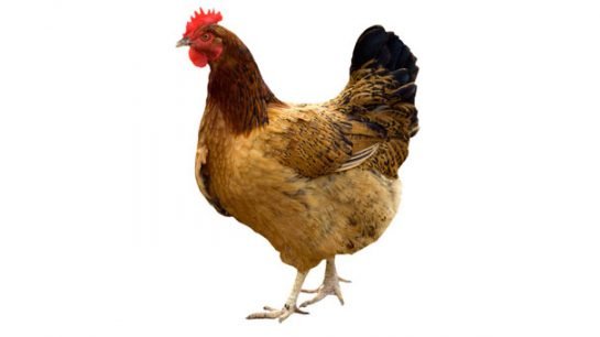 Çin Tavuk Üretimini Yasakladı
