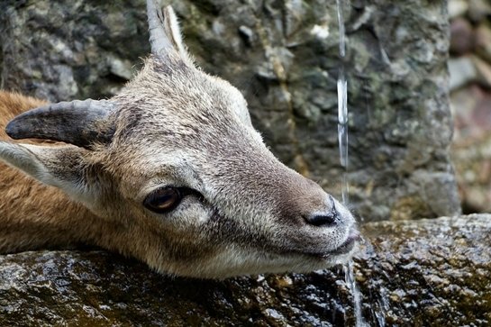Keçinin Uyuzu Pınarın Gözünden Su İçer Atasözünün Anlamı